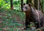 V Kremnici hlasia vyskyt medveda s mladatami