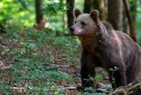 V Kremnici hlasia vyskyt medveda s mladatami