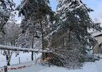 Sneh vyvratil v kosickej zoo viac ako 200 stromov pre verejnost ostava zatvorena