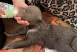 Zoo Bojnice preziva bolestivu stratu Jedno z troch medvedich mladat uz nezije