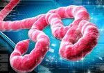 Vychod Konga bojuje s ebola nakaze pravdepodobne podlahlo 65 ludi