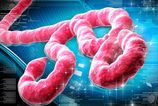 Vychod Konga bojuje s ebola nakaze pravdepodobne podlahlo 65 ludi