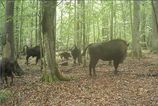 Vlky zautocili na mlada zubra v Posku Vedci zachytili dramaticky lov na videu