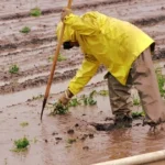 El Niño ohrozuje milióny detí v Latinskej Amerike, hrozia suchá a záplavy