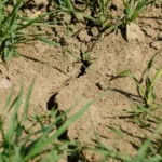 Európu sužuje sucho. Deväť krajín vrátane Slovenska má najsuchší august