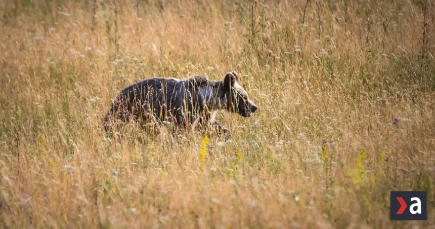 Medveď zaútočil v Turci, muž je v nemocnici s ťažkými zraneniami
