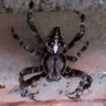 Účinné spôsoby, ako sa navždy zbaviť pavúkov z domu