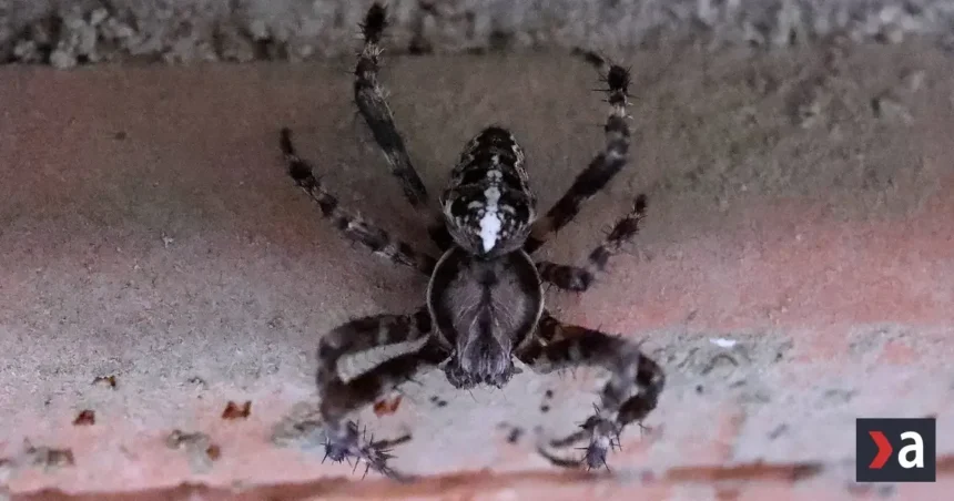 Účinné spôsoby, ako sa navždy zbaviť pavúkov z domu