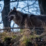 Dravé zviera vážne zranilo osemročné dievča pri Berlíne, polícia vyšetruje, čo zaútočilo