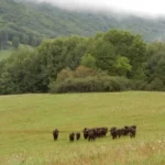 Pondelok bude na Slovensku zamračený, na severe a východe sa objavia prehánky