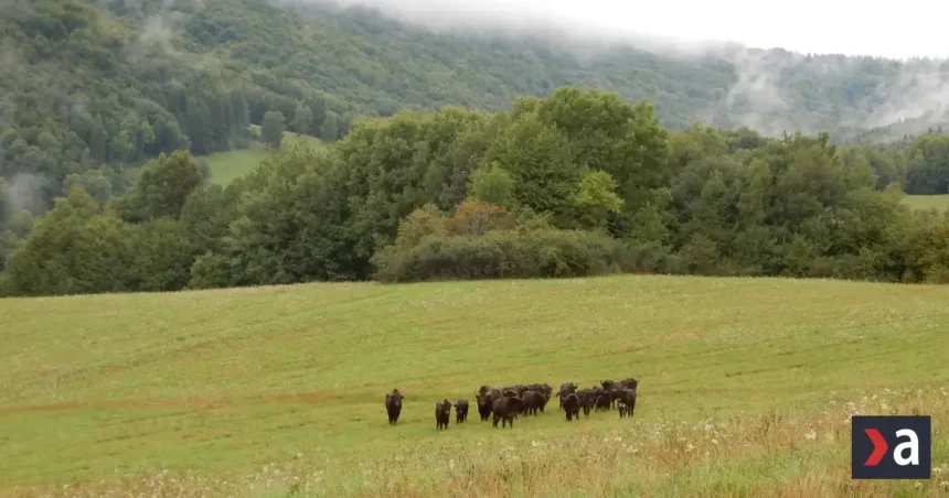 Pondelok bude na Slovensku zamračený, na severe a východe sa objavia prehánky