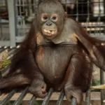 Požiar na Borneu a Sumatre ničí biotopy, zachránili desiatky orangutanov