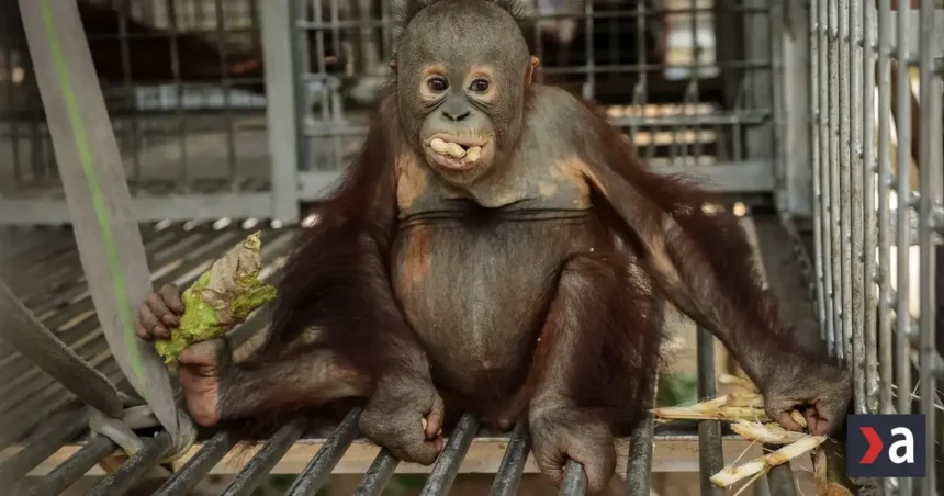 Požiar na Borneu a Sumatre ničí biotopy, zachránili desiatky orangutanov