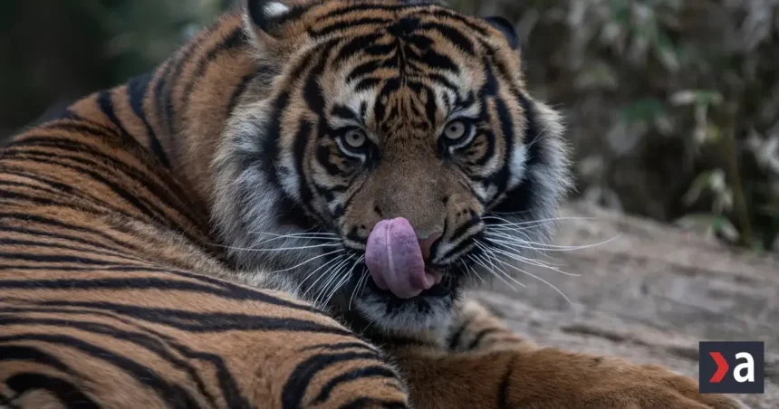 Útok tigra viedol k zatvoreniu známej zoo vo Veľkej Británii